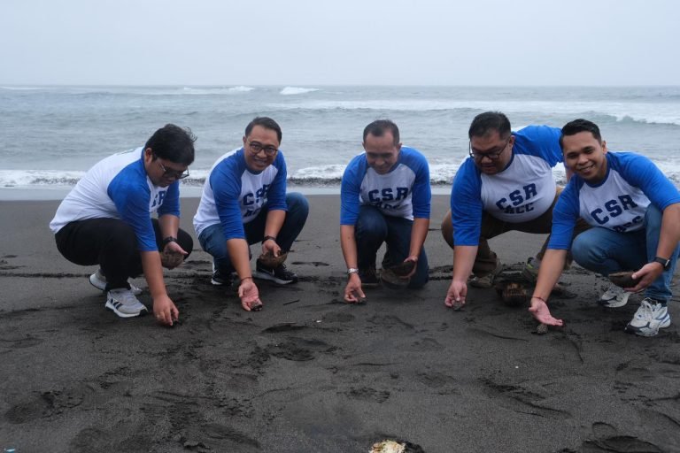 Jaga Ekosistem Laut ACC Dukung Konservasi Penyu di Bali