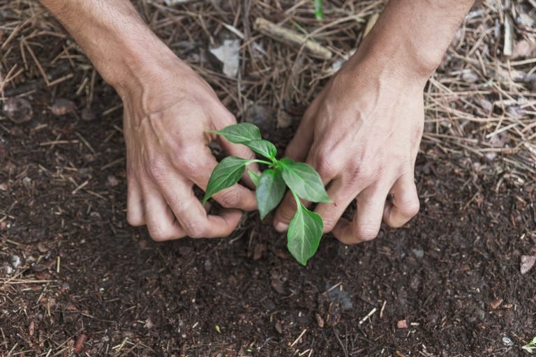 Dukung Net Zero Emission, Pupuk Kaltim Tanam 634.583 Pohon Sejak 2022