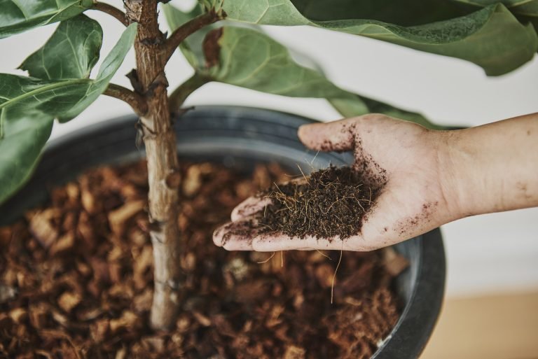 Dukung Kesejahteraan Petani, Sang Hyang Seri Pasok  Kebutuhan Benih Padi untuk 7.000 hektar Sawah