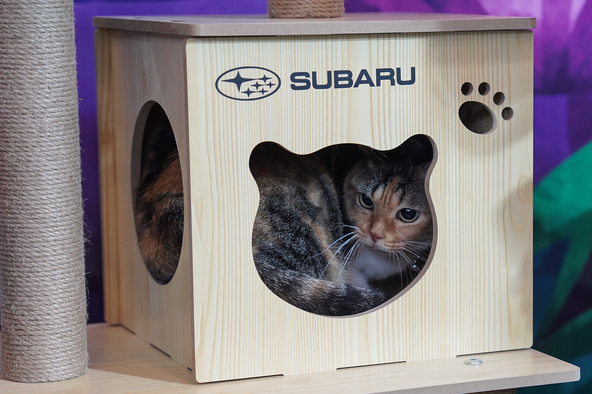 Subaru Dukung Kesejahteraan Hewan Peliharaan di IIPE 2024
