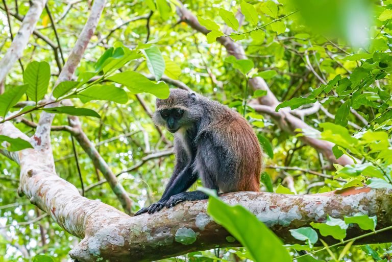 Kelima Lutung Budeng Hasil Rehabilitasi Dilepasliarkan di Cagar Alam Pulau Sempu