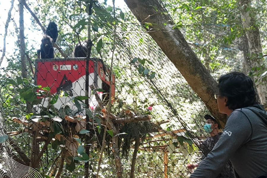 Kelima Lutung Budeng Hasil Rehabilitasi Dilepasliarkan di Cagar Alam Pulau Sempu