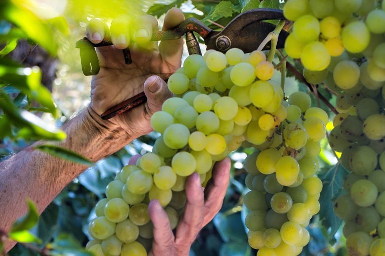 Anggur Shine Muscat Impor Aman Dikonsumsi, Ini Kata Barantin dan Bapanas