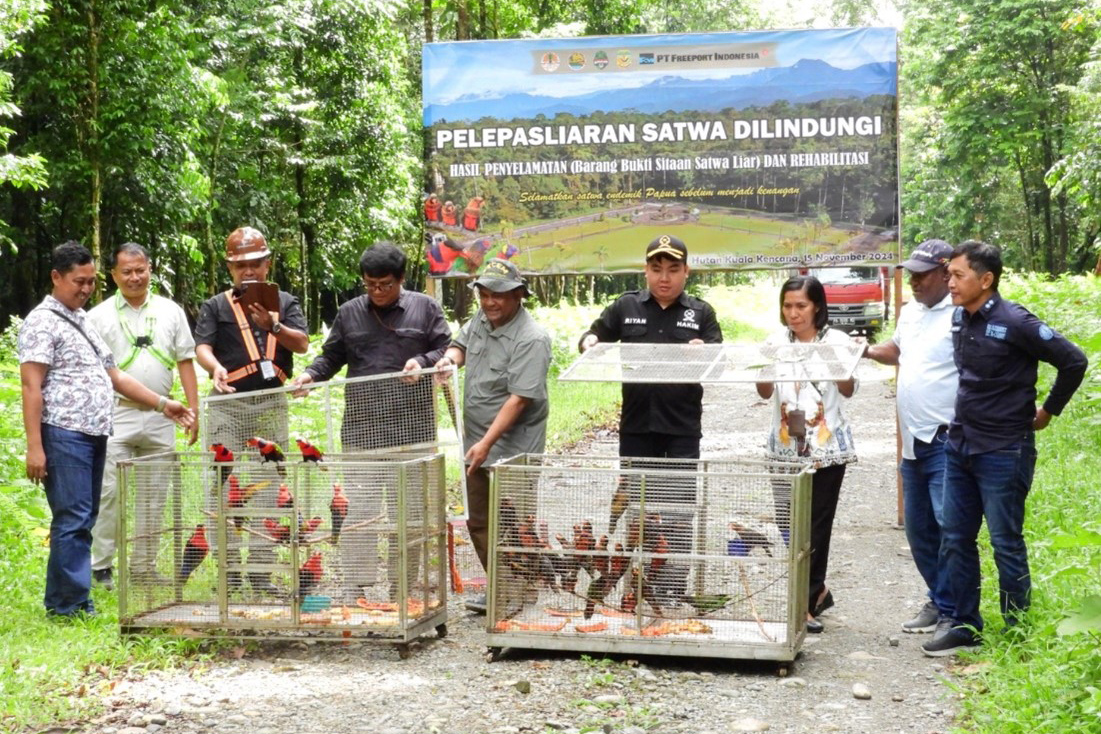 BBKSDA Papua Lepasliarkan 37 Burung Dilindungi di Hutan Kuala Kencana