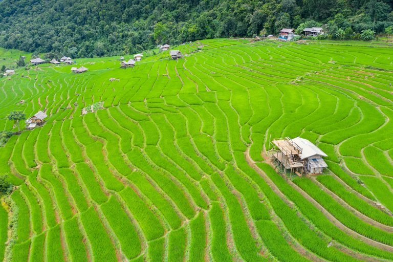 Kementan Siap Cetak Sawah 500.000 Hektare di Kalimantan Selatan