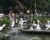 Taman Margasatwa Ragunan Diserbu 60 Ribu Pengunjung
