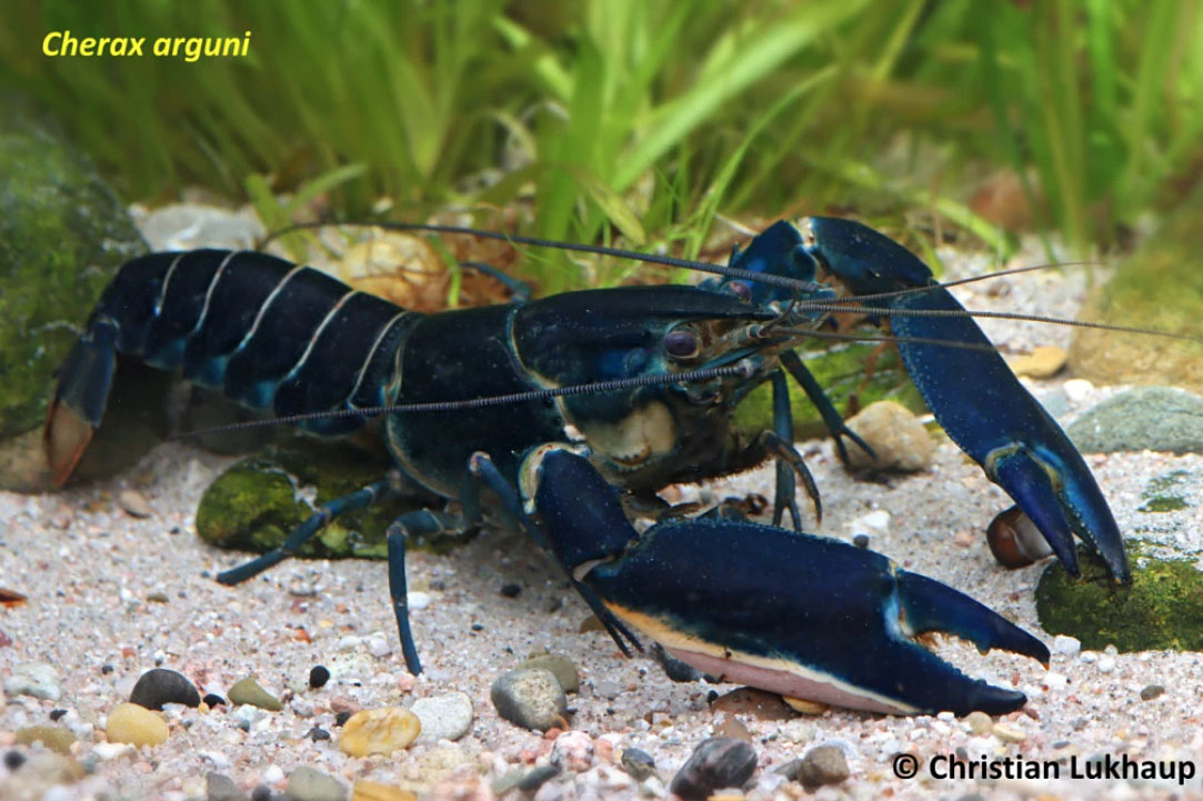 Peneliti UGM Temukan 7 Spesies Lobster Baru dari Perairan Papua Barat