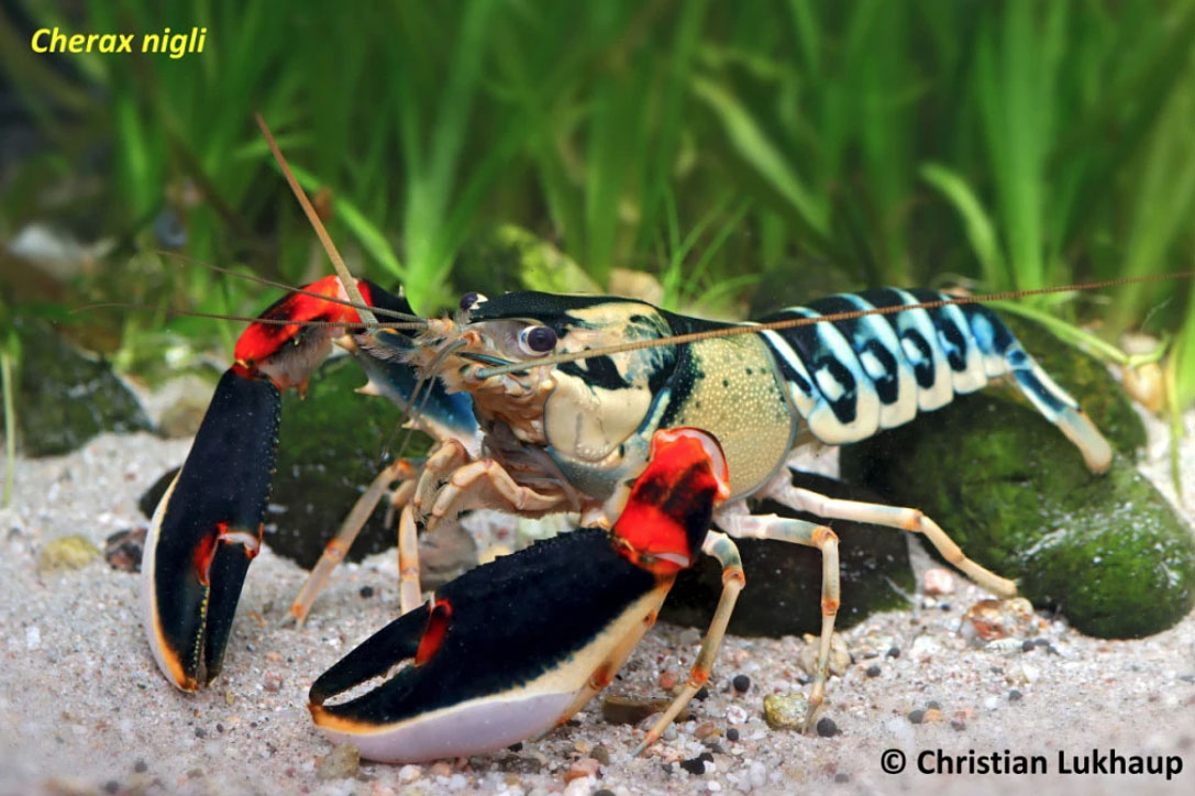 Peneliti UGM Temukan 7 Spesies Lobster Baru dari Perairan Papua Barat