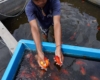 Rahasia Sukses Peternak Ikan Mas Koki yang Menembus Pasar Global
