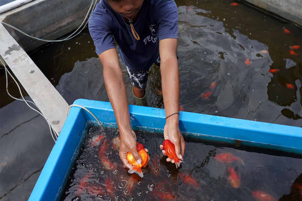 Rahasia Sukses Peternak Ikan Mas Koki yang Menembus Pasar Global
