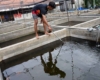 Rahasia Sukses Peternak Ikan Mas Koki yang Menembus Pasar Global
