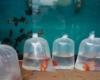 Rahasia Sukses Peternak Ikan Mas Koki yang Menembus Pasar Global
