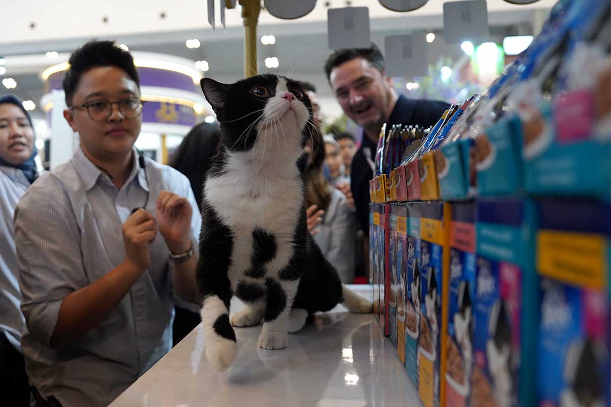 Kucing Jadi Inspirasi Musik, Begini Cerita Sal Priadi di Panggung PURINA FELIX