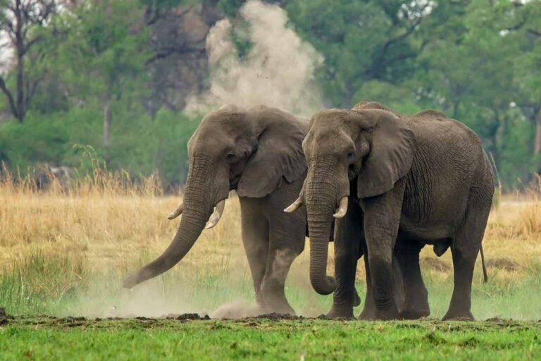 Tren Wisata Etis, Bali Zoo Resmi Hentikan Atraksi Gajah Tunggang