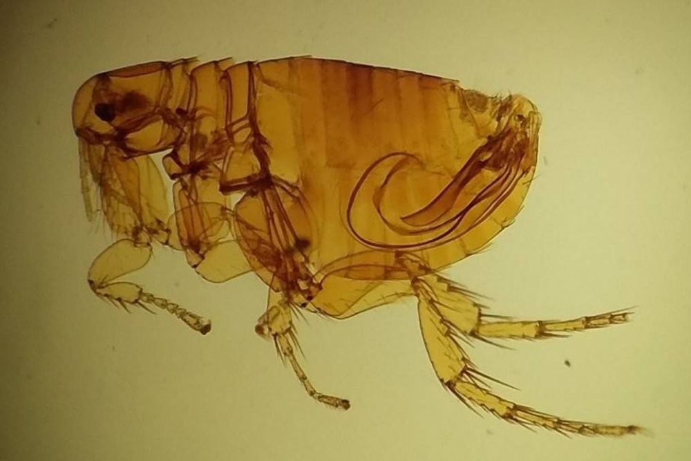 Pes Belum Hilang, Peneliti Ungkap Penyakit Ini Masih “Tertidur” dan Bisa Muncul Kapan Saja