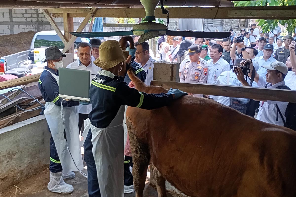 Healing Jadi Andalan, Daging di Jateng Dipastikan Aman dan Melimpah