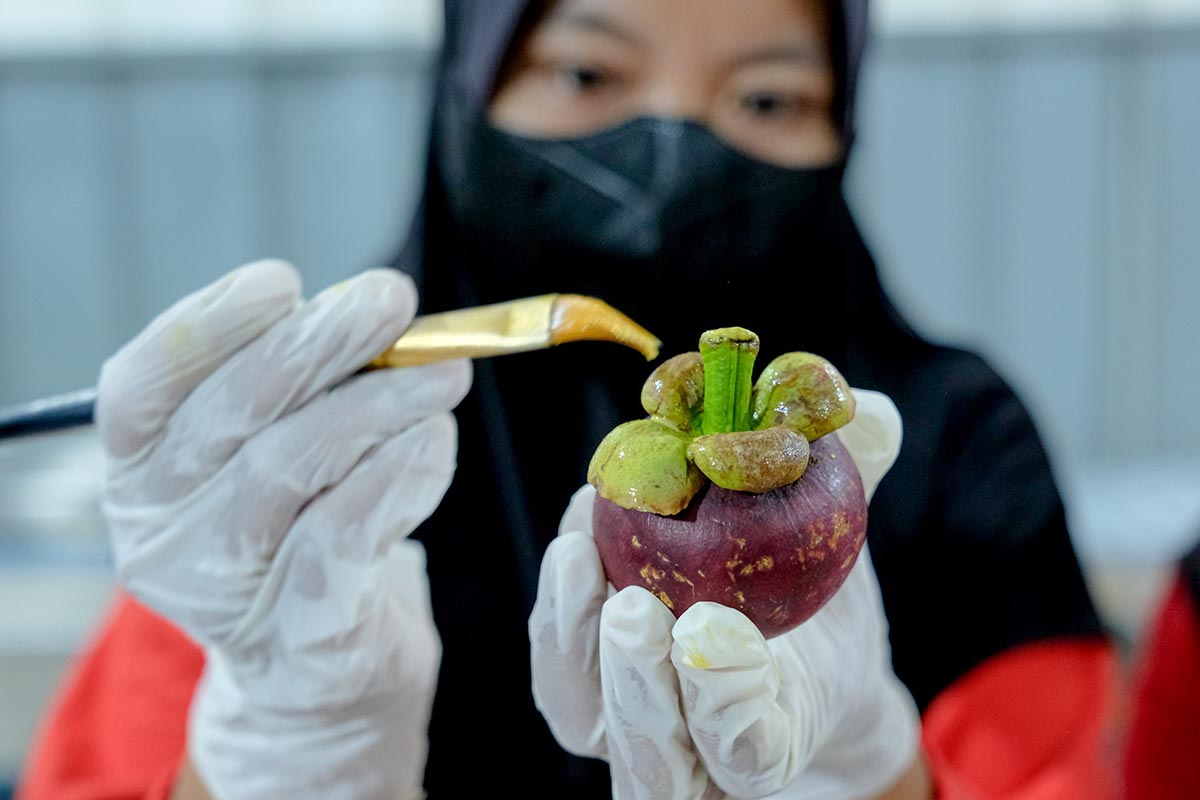 Tantangan Besar, Peluang Lebar! Java Fresh Bawa Petani ke Pasar Global