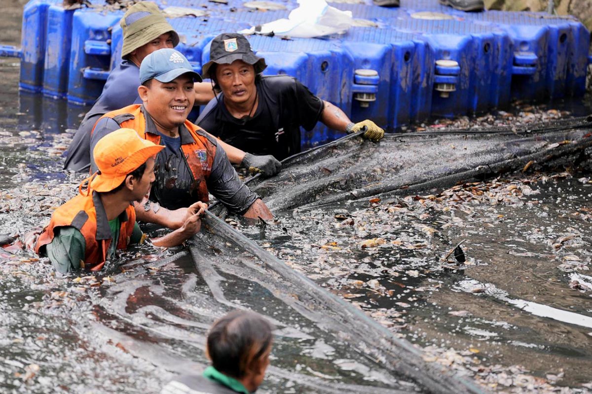 Hampir 7 Ton Ikan Sapu-Sapu Berhasil Dijaring di Perairan Jakarta