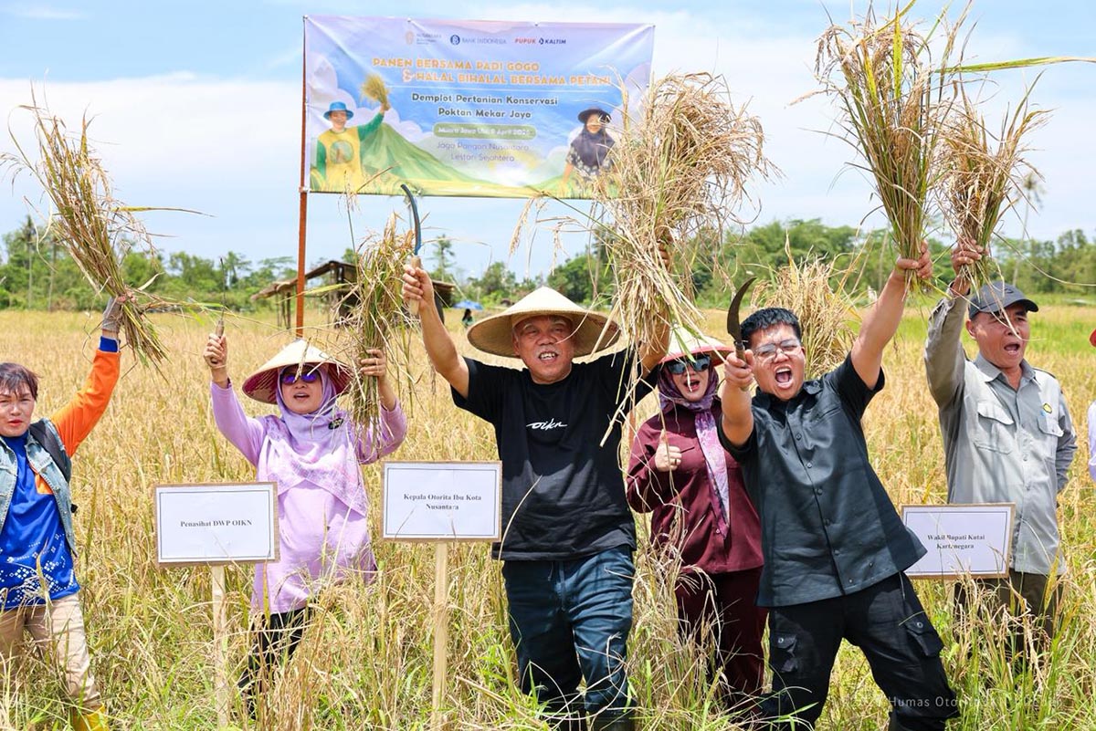 Panen Perdana Padi Gogo di IKN Bikin Kagum, Hasilnya Tak Disangka