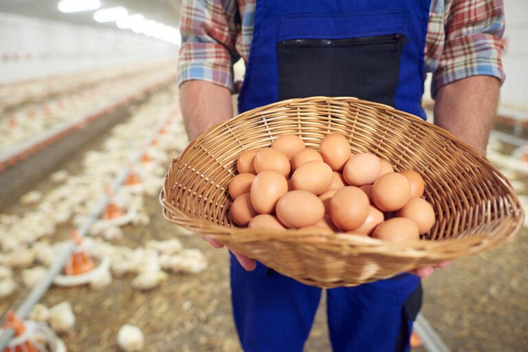 Kementan Bongkar Penyebab Harga Telur Jatuh di Tingkat Peternak