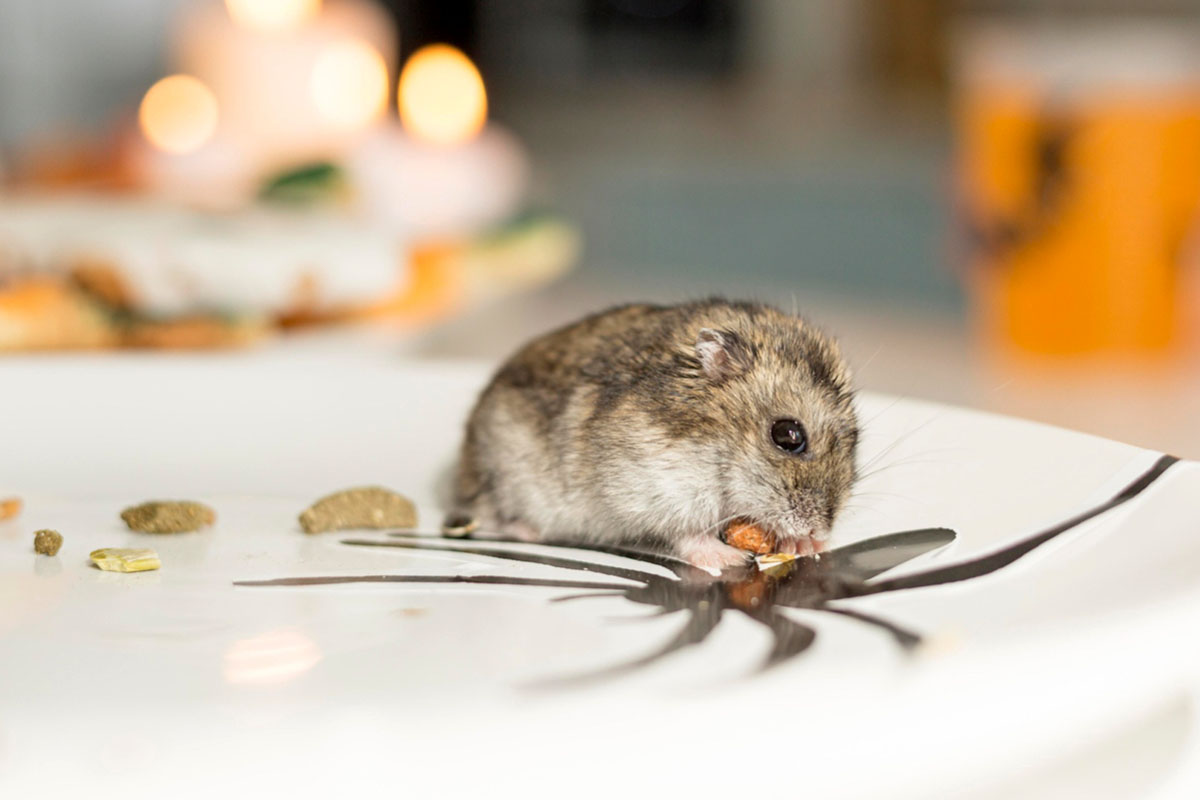 Waspada Hantavirus, Penularan Bisa Lewat Tikus dan Kotorannya