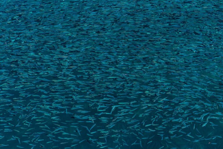 Ribuan Benih Ikan Laut Dibagikan untuk Tingkatkan Produktivitas Nelayan