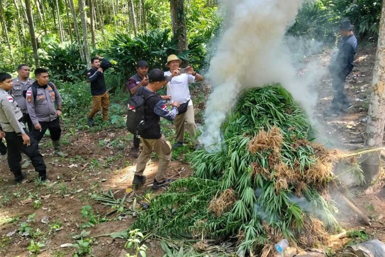 Ladang Ganja 2 Hektare di Aceh Utara Terbongkar