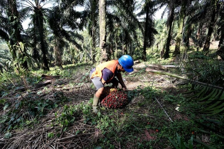 Harga Sawit Mulai Bangkit, Pemerintah Klaim Pemulihan Sudah Capai 90 Persen