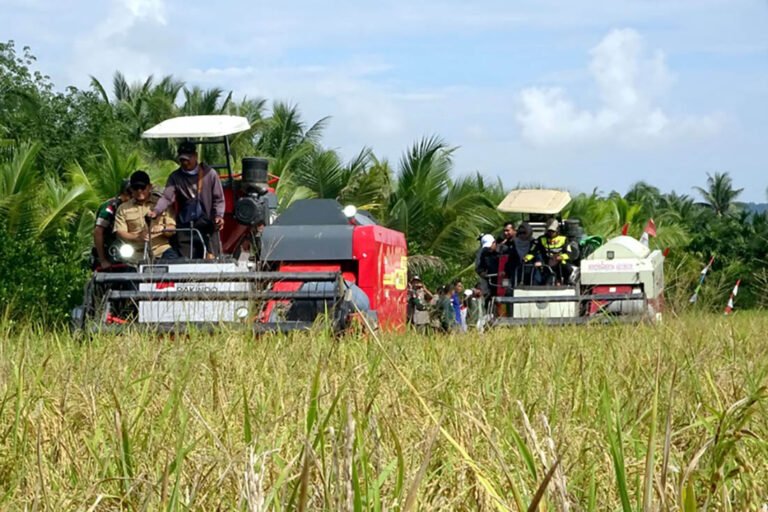 Panen Padi di Sambas Tembus 1,3 Ton per Borong, Teknologi Jadi Kunci Sukses