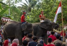 Momen Langka, Sepasang Gajah Sumatera Kibarkan Merah Putih di HUT RI ke-81 Momen Langka, Sepasang Gajah Sumatera Kibarkan Merah Putih di HUT RI ke-81