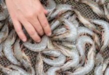 AS Pasang Tarif Udang, Indonesia Justru Punya Keunggulan Dibanding India dan Vietnam AS Pasang Tarif Udang, Indonesia Justru Punya Keunggulan Dibanding India dan Vietnam