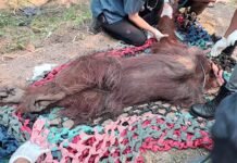 Kebakaran Hutan Mengancam Habitat, Orangutan Ditemukan Lemas Tanpa Sumber Air Kebakaran Hutan Mengancam Habitat, Orangutan Ditemukan Lemas Tanpa Sumber Air