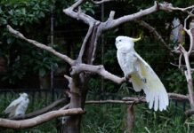 Terendus dari Media Sosial, Patroli Siber Bongkar Jual Beli 7 Burung Langka di Papua Terendus dari Media Sosial, Patroli Siber Bongkar Jual Beli 7 Burung Langka di Papua