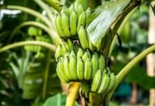 Pisang Cavendish Lumajang Bidik Pasar Hong Kong dan Malaysia Pisang Cavendish Lumajang Bidik Pasar Hong Kong dan Malaysia