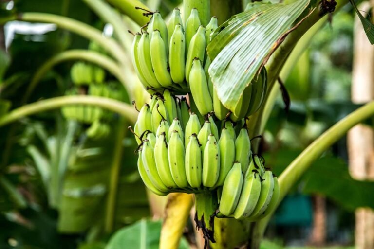 Pisang Cavendish Lumajang Bidik Pasar Hong Kong dan Malaysia