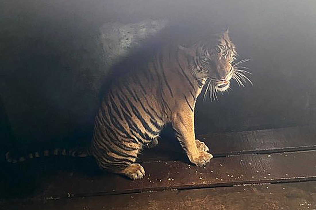Harimau Sumatra Ditangkap di Semenanjung Kampar, Begini Kondisinya Sekarang